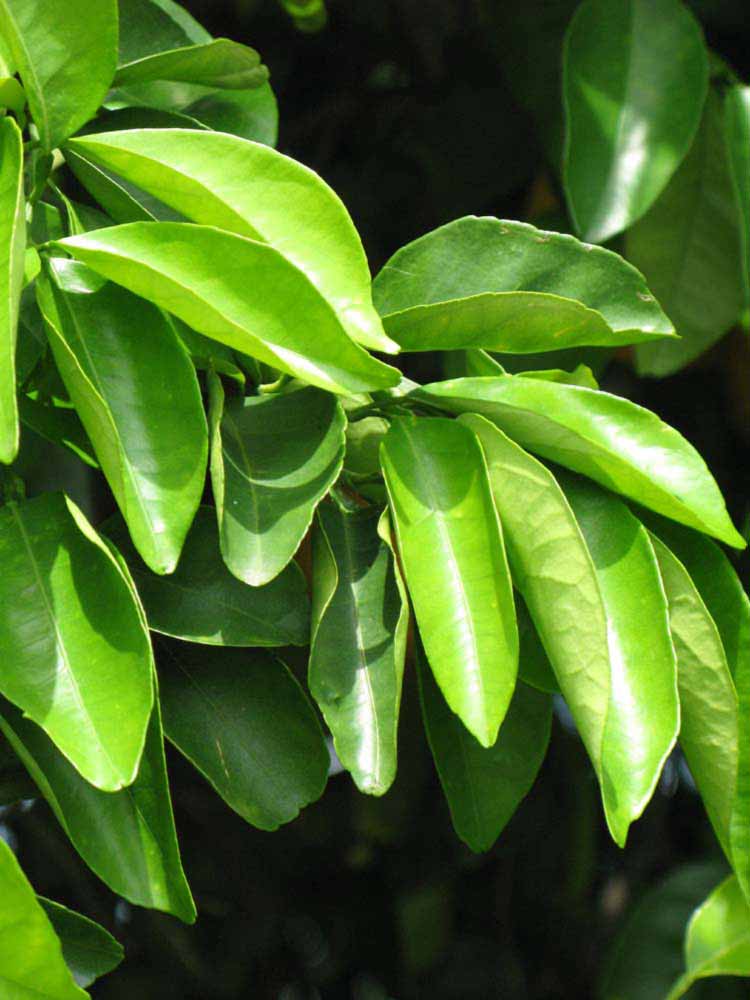              Sun leaves (Winter Haven, FL)       